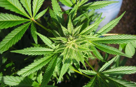 Cannabis