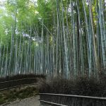 ARASHIYAMAI BAMBUSZERDŐ